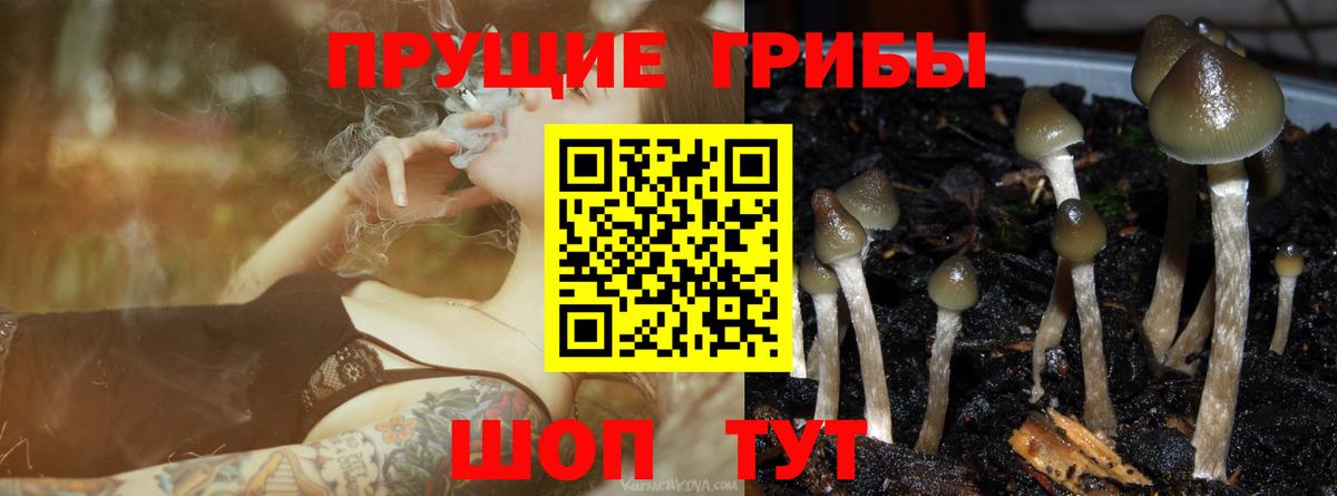 Псилоцибиновые грибы прущие грибы Гуково